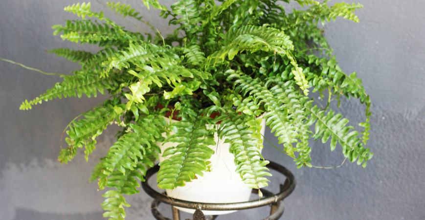 Papradie môžete pestovať aj v interiéri 