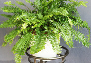 Papradie môžete pestovať aj v interiéri 