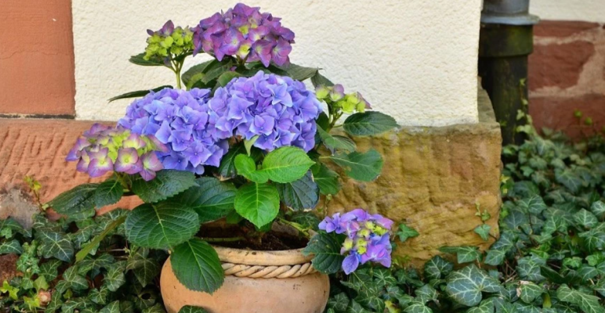 Staráte sa správne o hortenzie?
