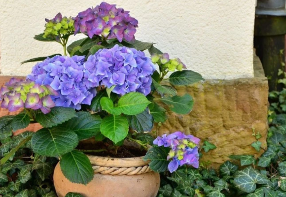 Staráte sa správne o hortenzie?