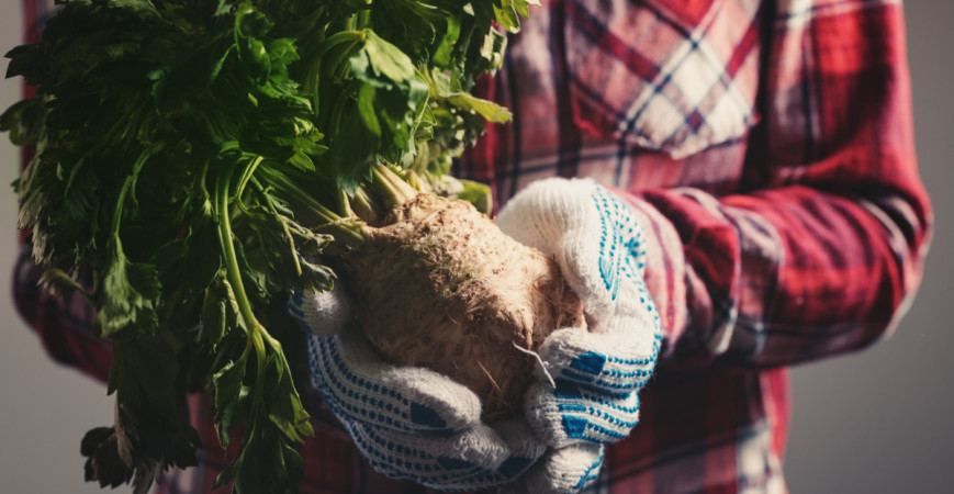 Podobne ako papriky aj zeler má dlhú vegetačnú dobu, začnite s jeho predpestovaním včas