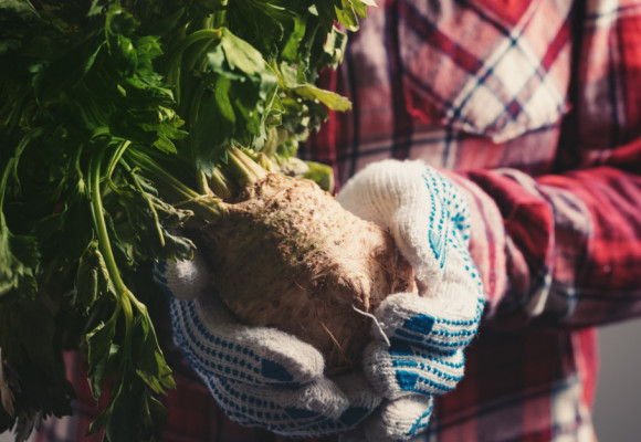 Podobne ako papriky aj zeler má dlhú vegetačnú dobu, začnite s jeho predpestovaním včas