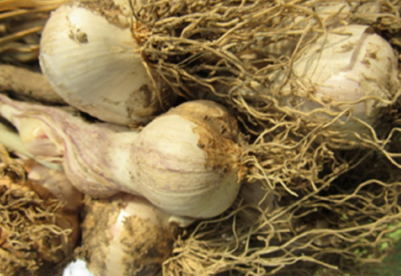 Pestovanie cesnaku? Aké choroby a škodcovia môžu ohroziť Vašu úrodu. 