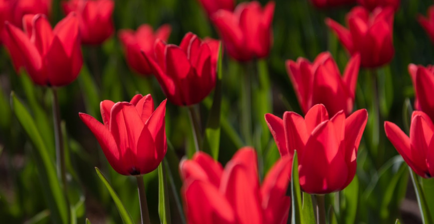 Aké cibuľoviny by vám v záhrade nemali chýbať?  IV.