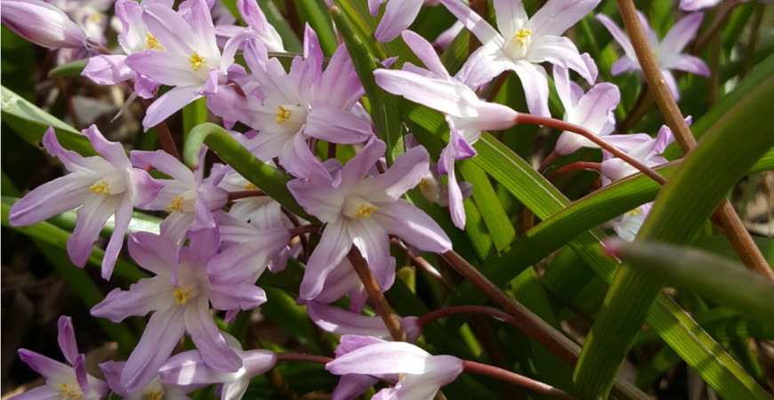 Aké cibuľoviny by vám v záhrade nemali chýbať? III.