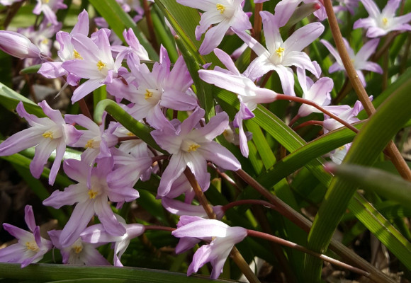 Aké cibuľoviny by vám v záhrade nemali chýbať? III.