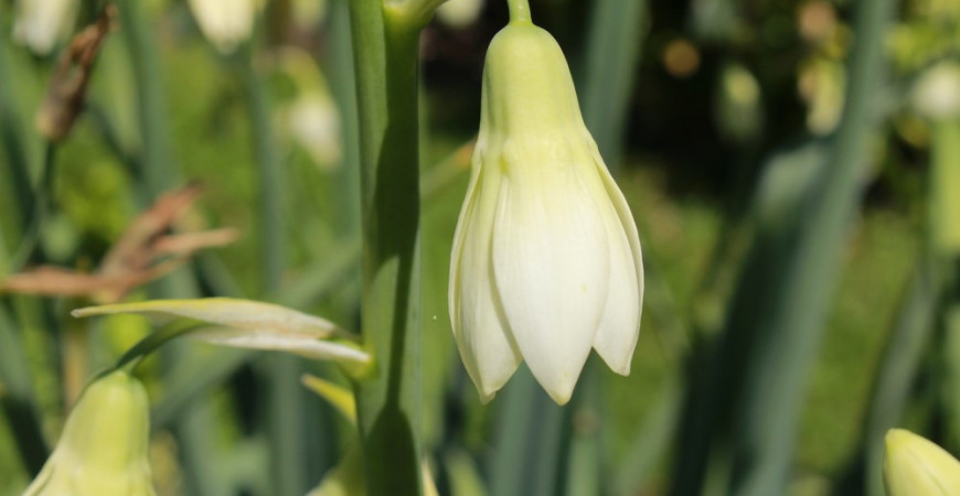 Aké cibuľoviny by vám v záhrade nemali chýbať?  II.