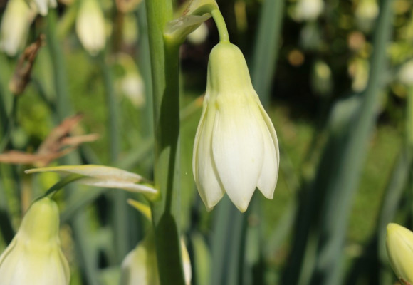 Aké cibuľoviny by vám v záhrade nemali chýbať?  II.