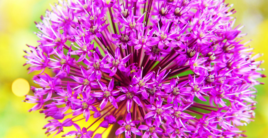 Aké cibuľoviny by vám v záhrade nemali chýbať?  I.