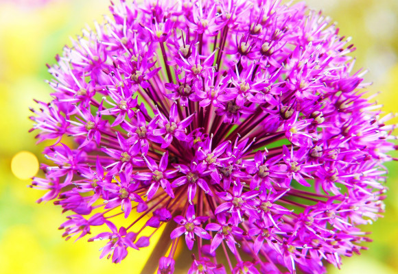 Aké cibuľoviny by vám v záhrade nemali chýbať?  I.