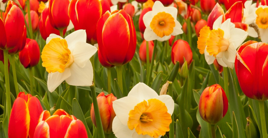 Pozor na škodcov a choroby cibuľovín