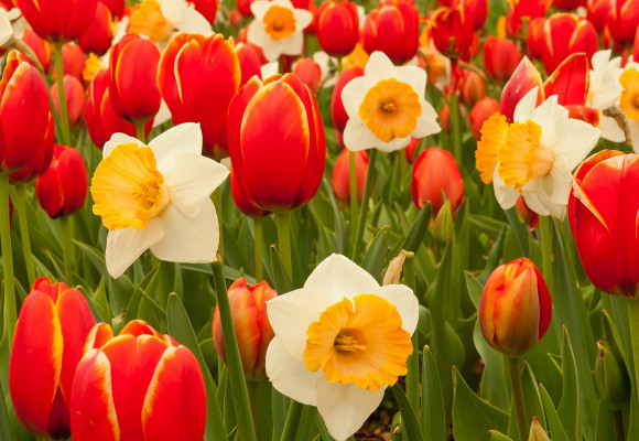 Pozor na škodcov a choroby cibuľovín