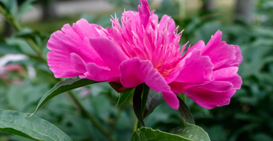 Dlhoveká trvalka do záhrady bez nutnosti presádzania ? Aj také sa nájdu, pestujte pivonky.