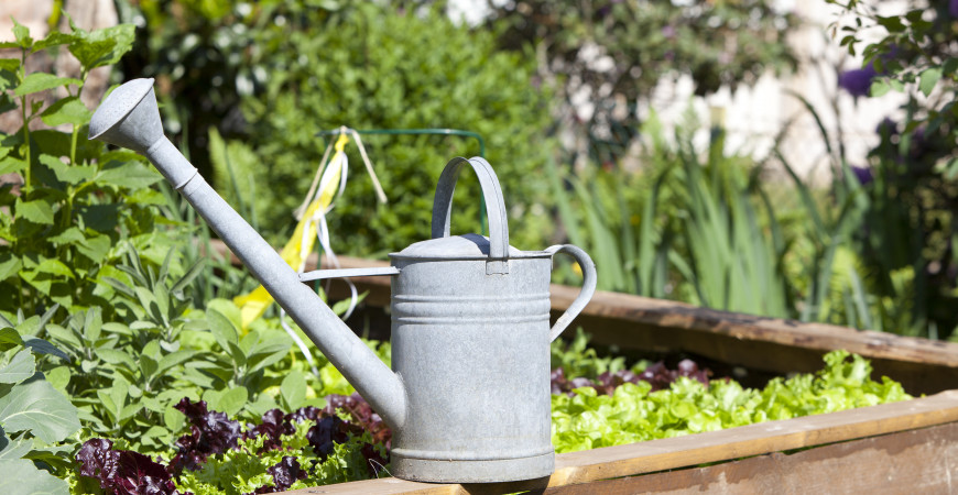  Zádušník nie je iba burina, pomáha pri zápaloch dýchacích i močových ciest, ktoré dezinfikuje i hojí