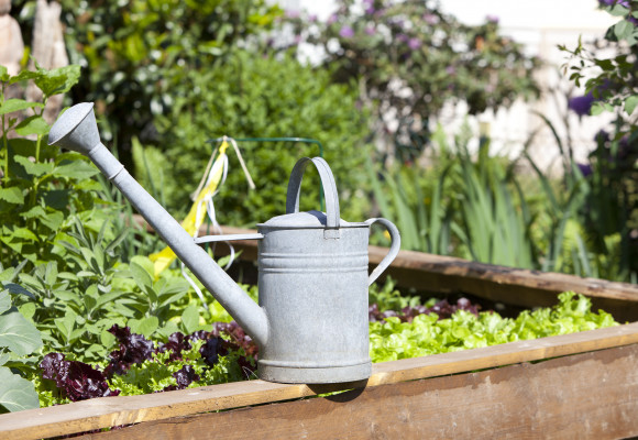  Zádušník nie je iba burina, pomáha pri zápaloch dýchacích i močových ciest, ktoré dezinfikuje i hojí