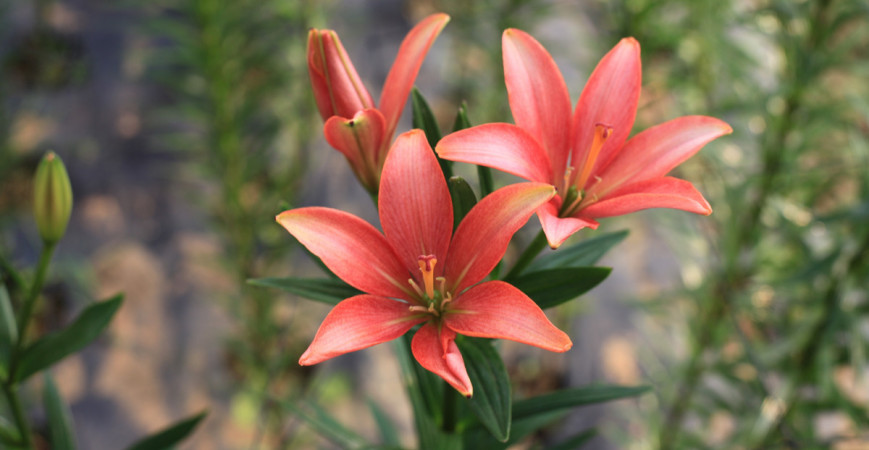 Cibuľoviny, ktoré sme vysadili na jeseň, už začínajú kvitnúť, teraz je ale treba vysadiť cibuľoviny kvitnúce v lete