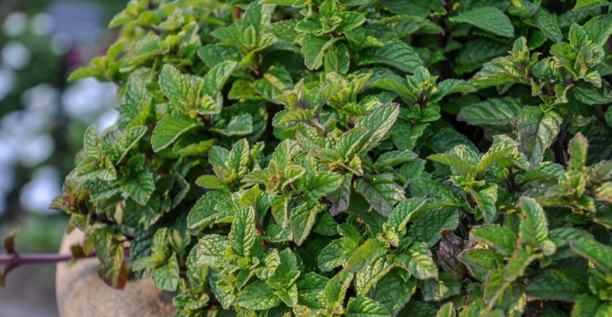 Mäta má množstvo odrôd a kultivarov, k letu táto bylinka neodmysliteľne patrí 