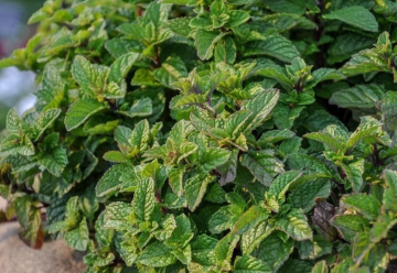 Mäta má množstvo odrôd a kultivarov, k letu táto bylinka neodmysliteľne patrí 