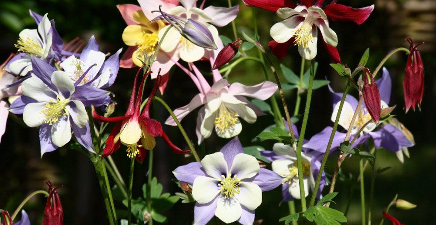 Máte na záhrade kút v polotieni? Vysaďte pestrofarebné orlíčky! 