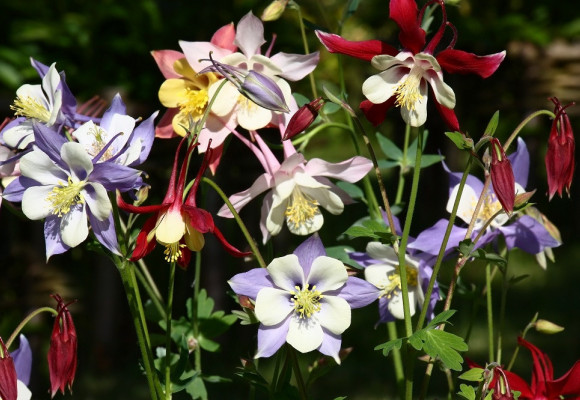 Máte na záhrade kút v polotieni? Vysaďte pestrofarebné orlíčky! 