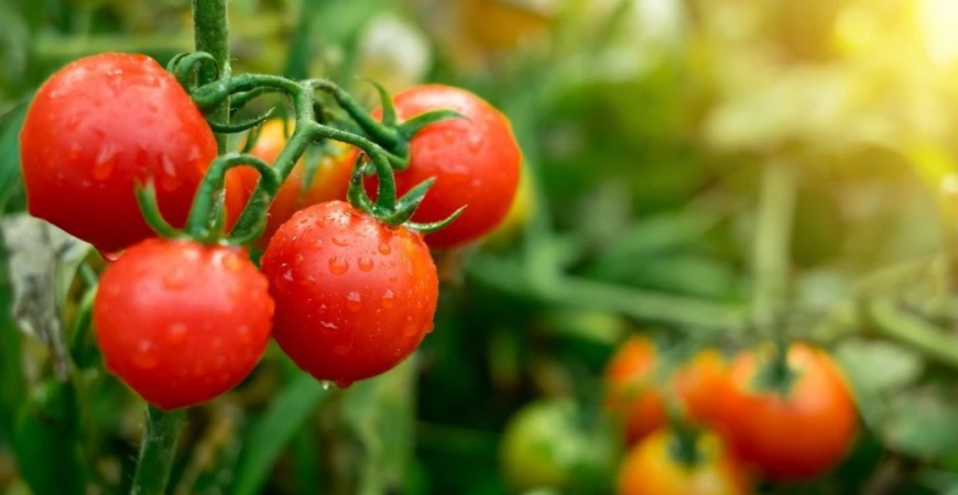 Paradajky vypestujete i na terase. Ako na ich pestovanie?