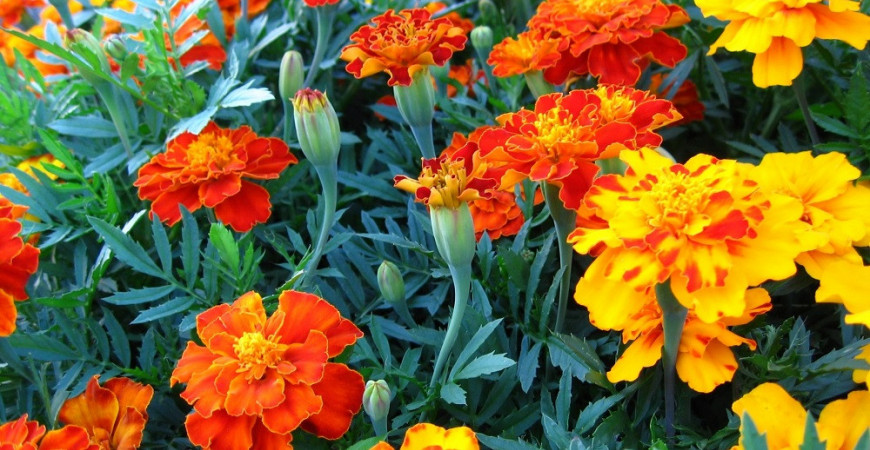 Afrikány - aksamietnice nepochádzajú z Afriky, na záhrade by však nemali chýbať