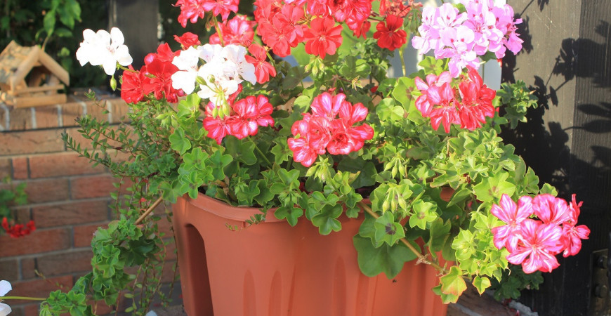 Ak chcete pestovať muškáty zo semienok, aby boli v lete bohaté a krásne kvitli, s výsevom neotáľajte 