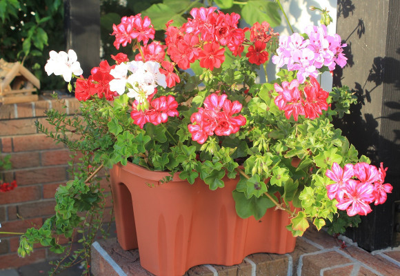 Ak chcete pestovať muškáty zo semienok, aby boli v lete bohaté a krásne kvitli, s výsevom neotáľajte 