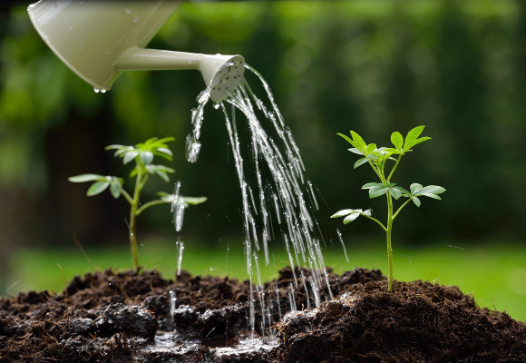 Bez zimy nevyklíčia -  niektoré semená nevyklíčia bez prechodu mrazom 