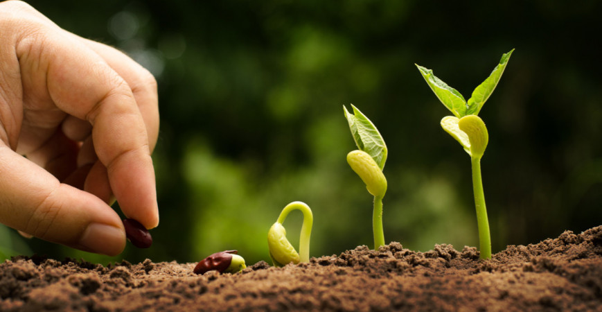 Jiffy tablety alebo substrát, čo je lepšie na predpestovanie sadeničiek? 