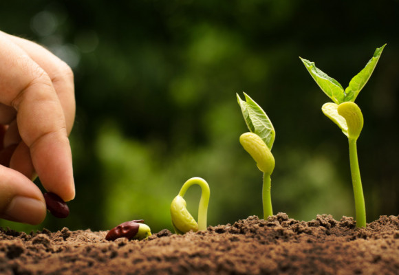 Jiffy tablety alebo substrát, čo je lepšie na predpestovanie sadeničiek? 