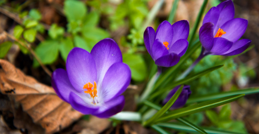 Už máte svojich favoritov na jesennú výsadbu okrasných cibuľovín?