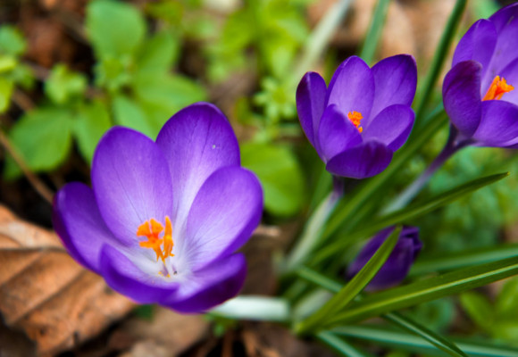 Už máte svojich favoritov na jesennú výsadbu okrasných cibuľovín?