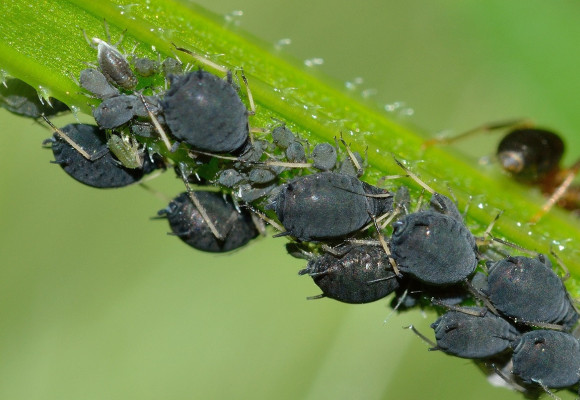 Ako na vošky ekologicky?