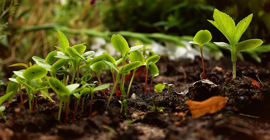 Žiadna rastlina nebude prospievať bez kvalitného substrátu