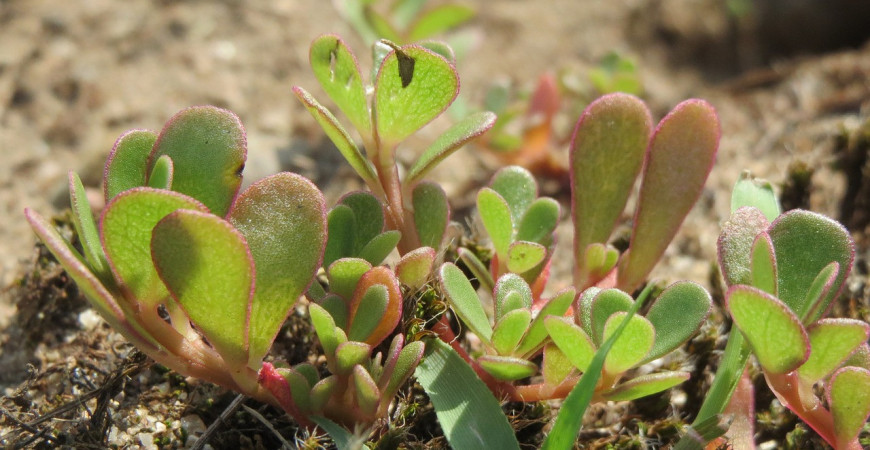 Portulaku kapustovú nepestujeme pre krásu, ale pre zaujímavú chuť i pozitívne účinky pre náš organizmus