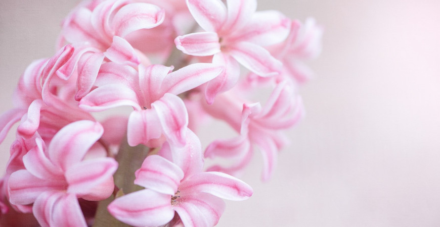 Voňavá jar s kvetmi hyacintov 