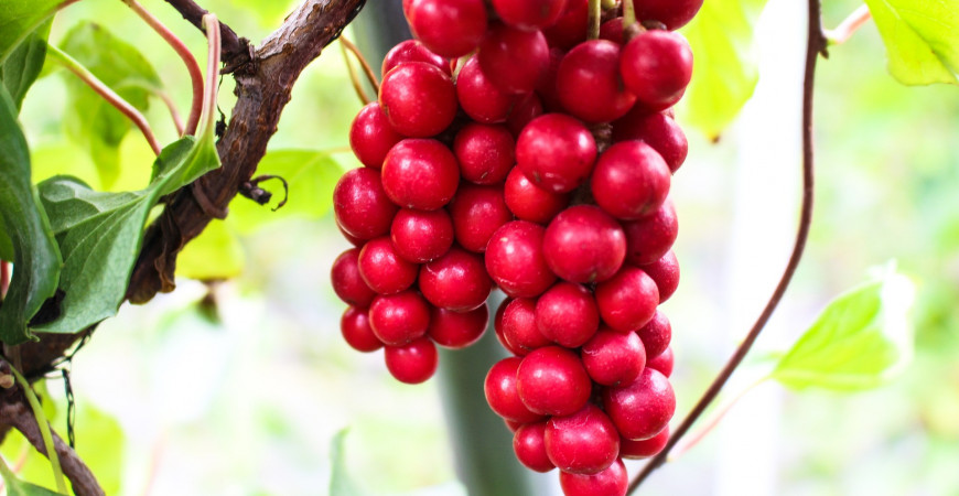 Vypestujte si vlastné elixíry zdravia 