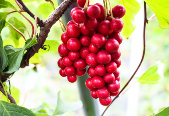 Vypestujte si vlastné elixíry zdravia 