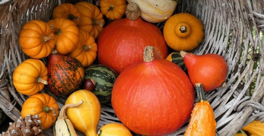 Tekvica je symbolom jesene 