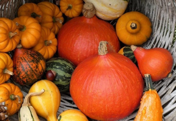 Tekvica je symbolom jesene 