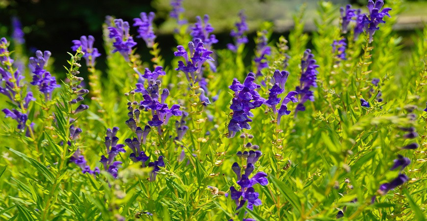 Šišiak bajkalský, liečivá rastlina na mnohé neduhy