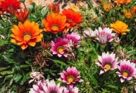 Gazánia svojím vzhľadom nezaprie príbuzenstvo s margarétou