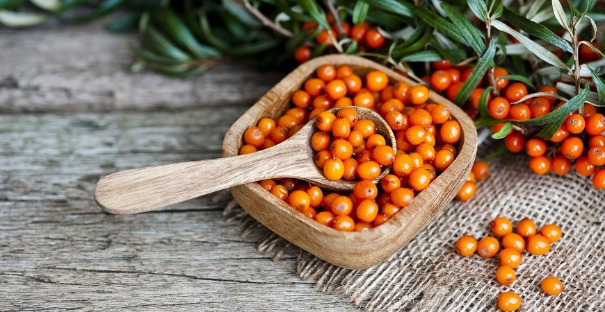 Plody rakytníka sú koncentrátom dôležitých vitamínov