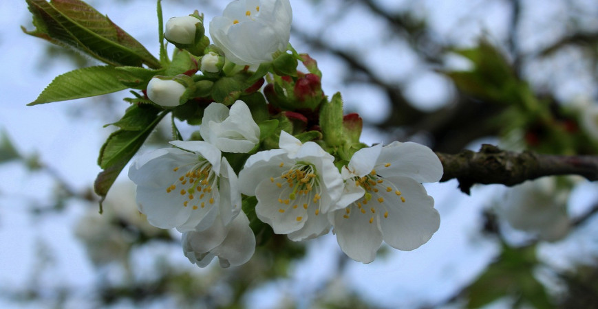 Je síce stále zima, ale ani tak na záhrade nezaháľajte 
