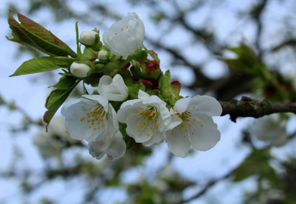 Je síce stále zima, ale ani tak na záhrade nezaháľajte 