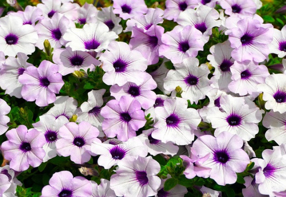 Nezabudli ste na výsev petúnií?