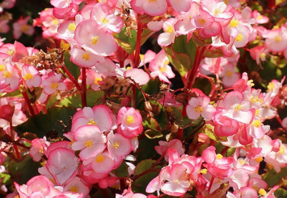 Begónie a ich pestovanie, pripravte sa na výsadbu hľúz