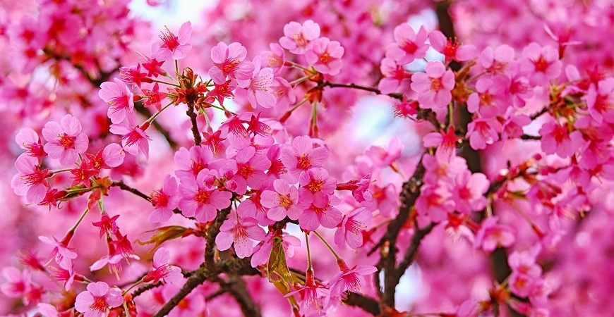 Ako na choroby a škodcov ovocných stromov? Skúste postrek. 