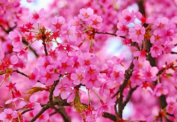 Ako na choroby a škodcov ovocných stromov? Skúste postrek. 